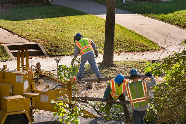 Best Storm Damage Tree Cleanup  in Oroville, WA